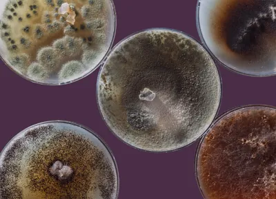 Kolonie mikroorganismu Pythium oligandrum v Petriho miskách